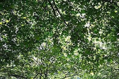 传闻：Xbox Live金会员将永远与XGP订阅服务绑定